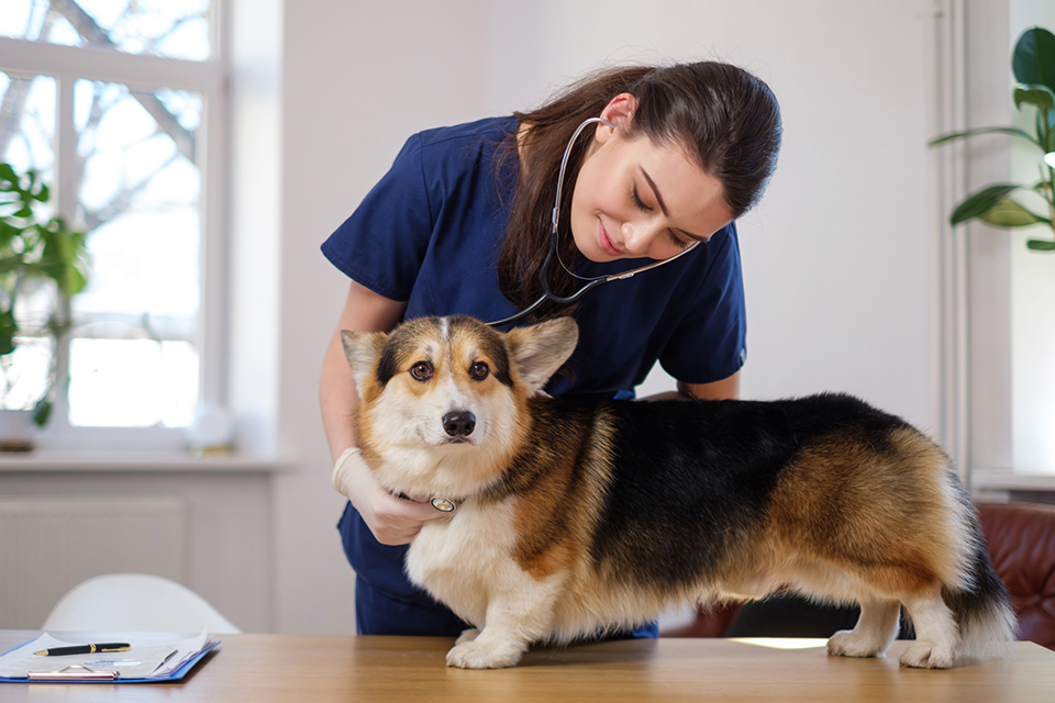 Veterinary