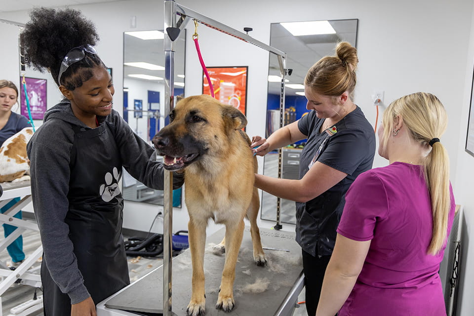 Dog Grooming
